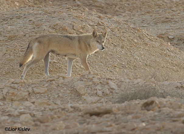  זאב Wolf  Canis lupus                                                           זאבה במכתש רמון מרץ 2006